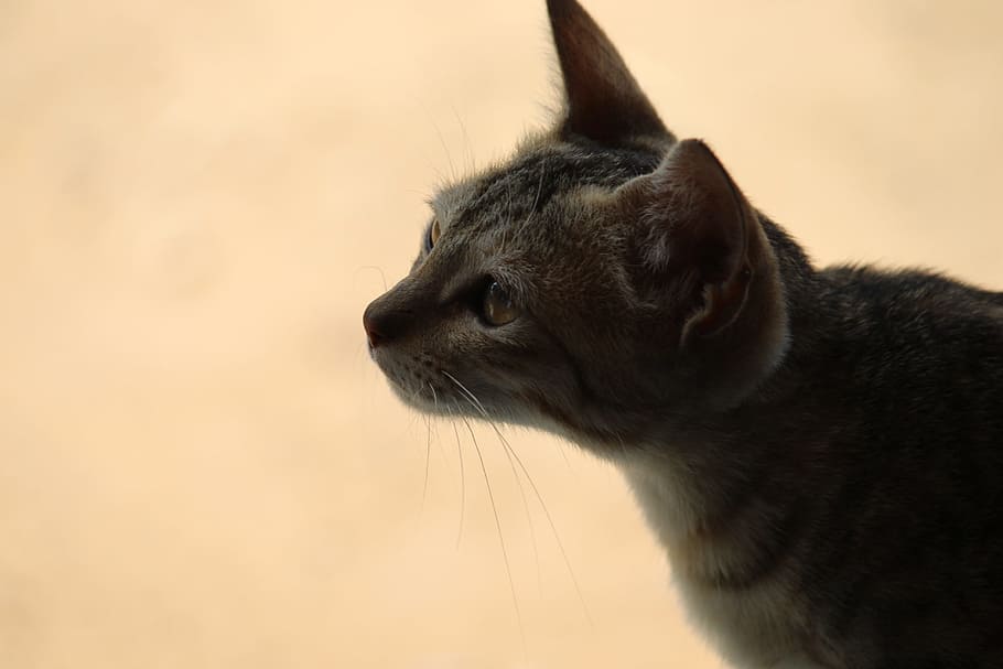 Animal, Cat, Kit, Kitten, Pet, Cute, funny, sweet, domestic Cat HD wallpaper