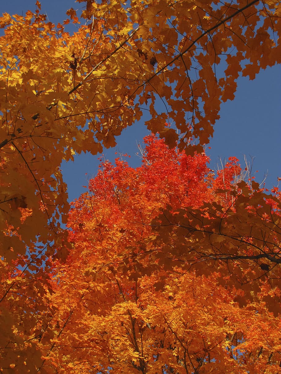 leaves, trees, fall, autumn, foliage, branches, maple, colorful HD wallpaper
