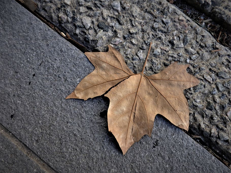 leaf, autumn, footpath, plant part, dry, change, leaf vein HD wallpaper