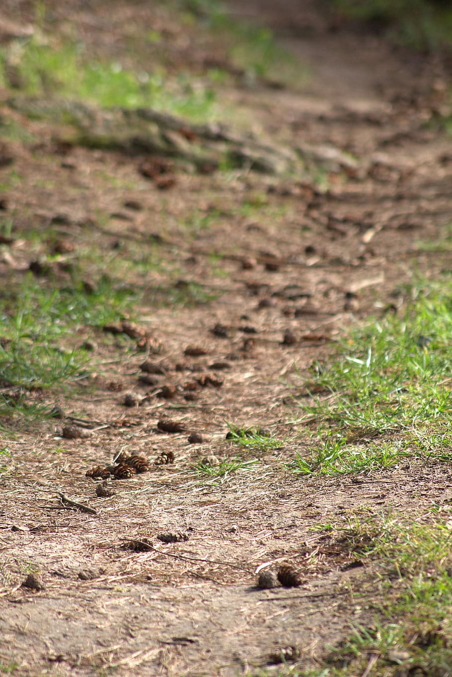 Forest Floor, Path, Nature, forest path, tap, brown, field HD wallpaper