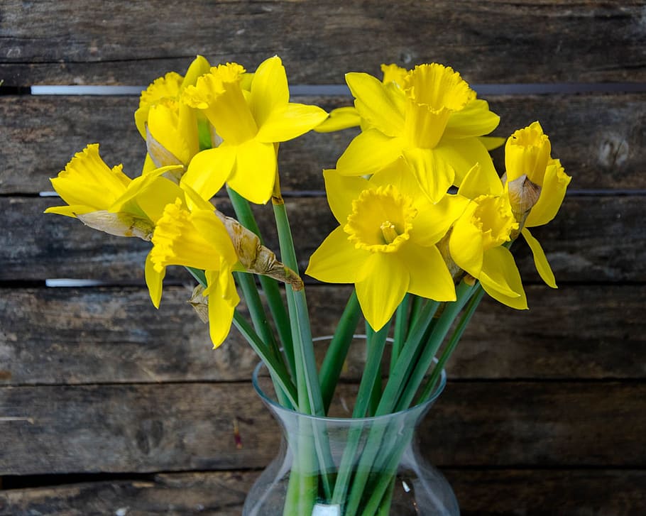 flowers, jug, spring, plants, narcissus, daffodils, nature HD wallpaper