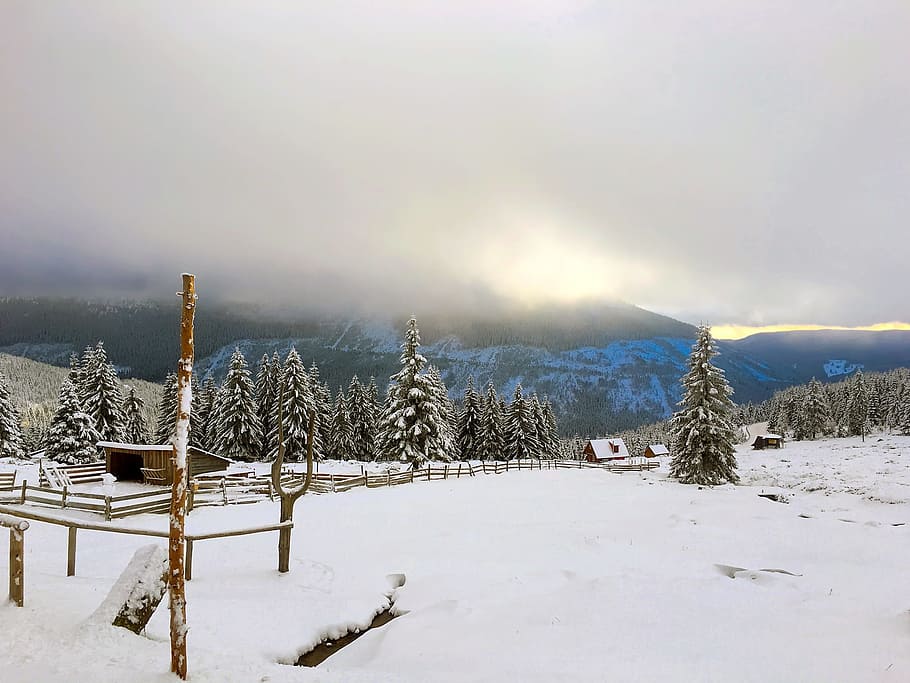 Pined Trees, cold, fog, mountain range, mountains, snow, winter HD wallpaper