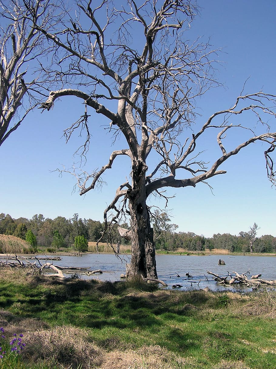 gum, tree, dead, water, plant, sky, tranquility, tranquil scene HD wallpaper