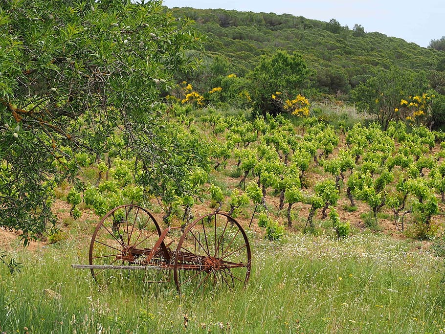 landscape, vine, nature, fields, wine, france, grape, plant HD wallpaper