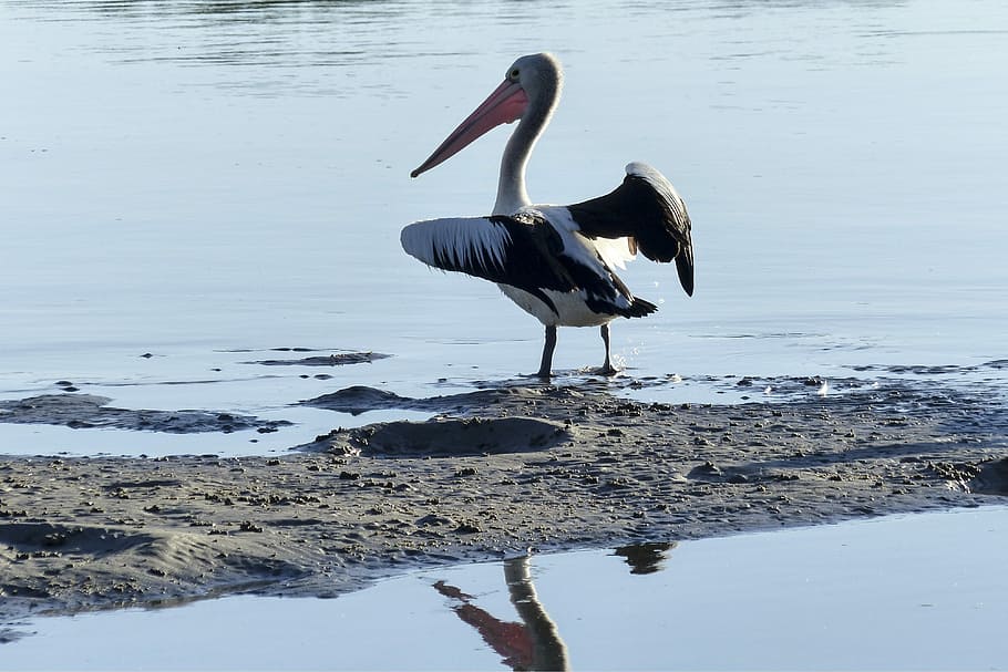 Australian Pelican, Water Bird, Nature, animal, wild, pelecanus, HD wallpaper