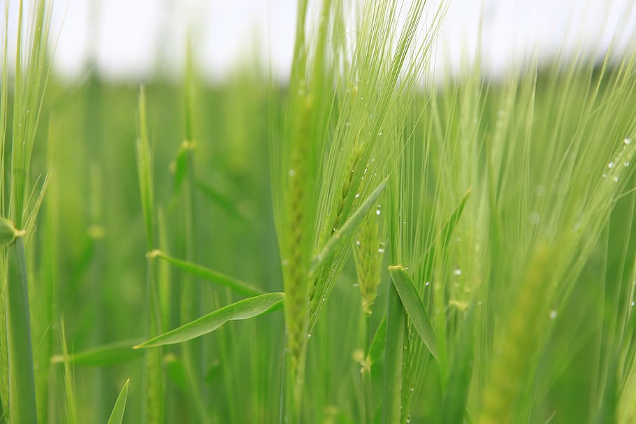 blur, close-up, dawn, dew, environment, field, grass, green HD wallpaper