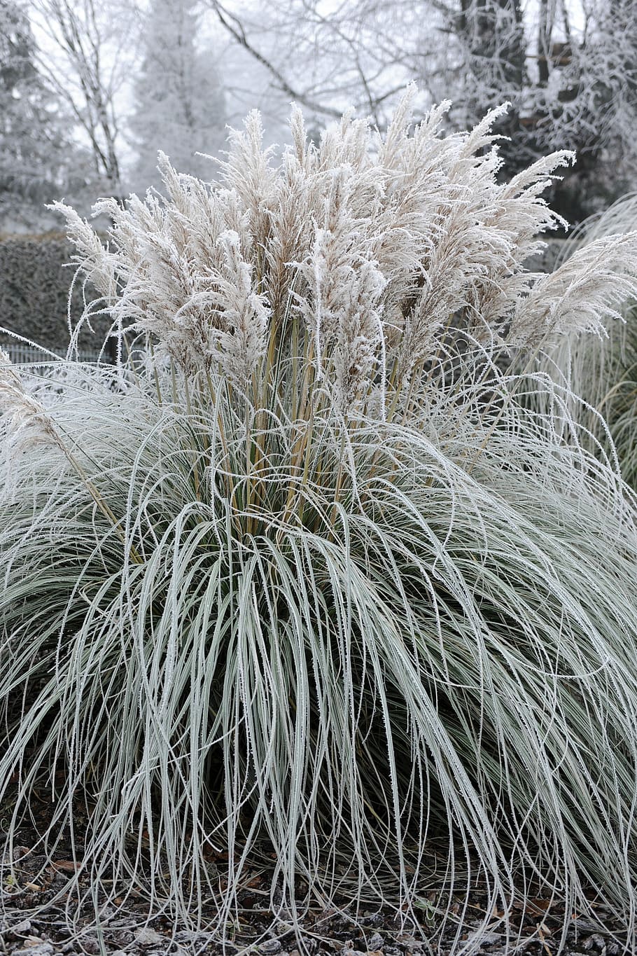 Frost, Winter, Cold, Snow, Wintry, winter magic, nature, frozen HD wallpaper