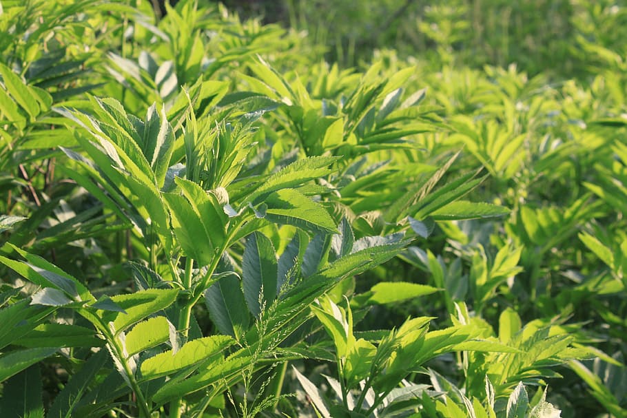 danewort, ebulus, filed, green, sambucus, plants, green color HD wallpaper
