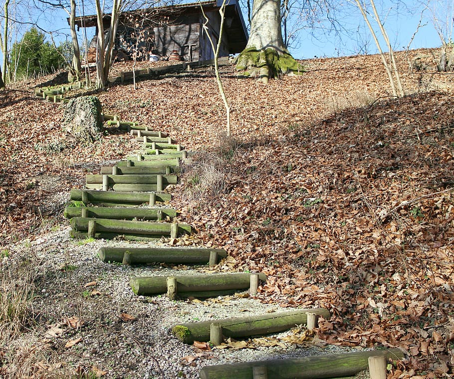 nature, away, gradually, emergence, wooden ladders, day, plant HD wallpaper