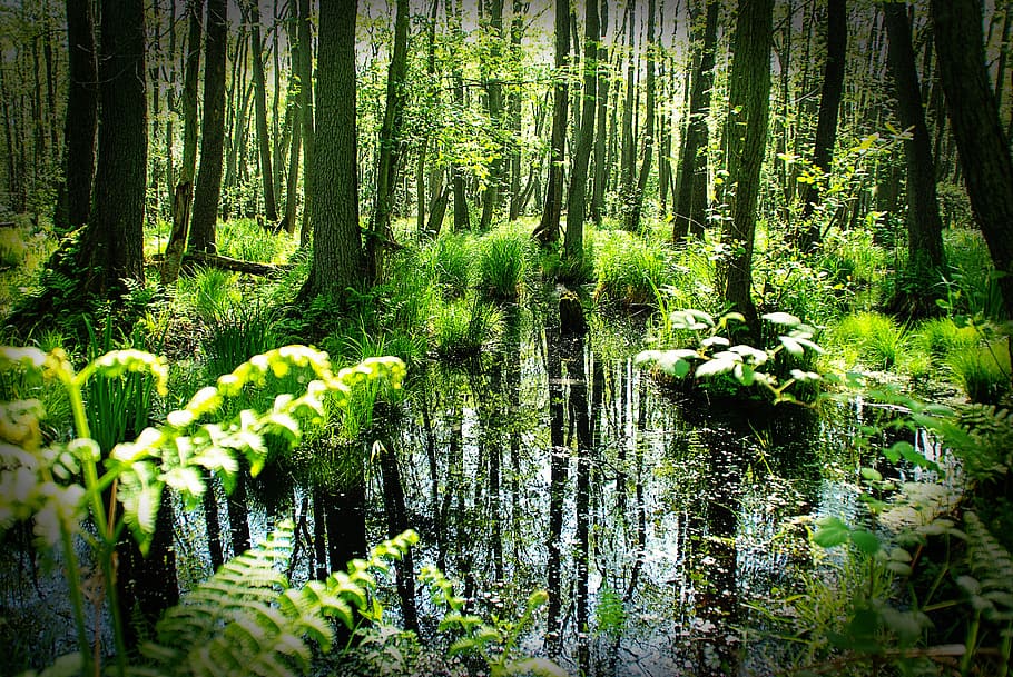 green swamp forest during daytime, darß, spring, trees, pond, HD wallpaper