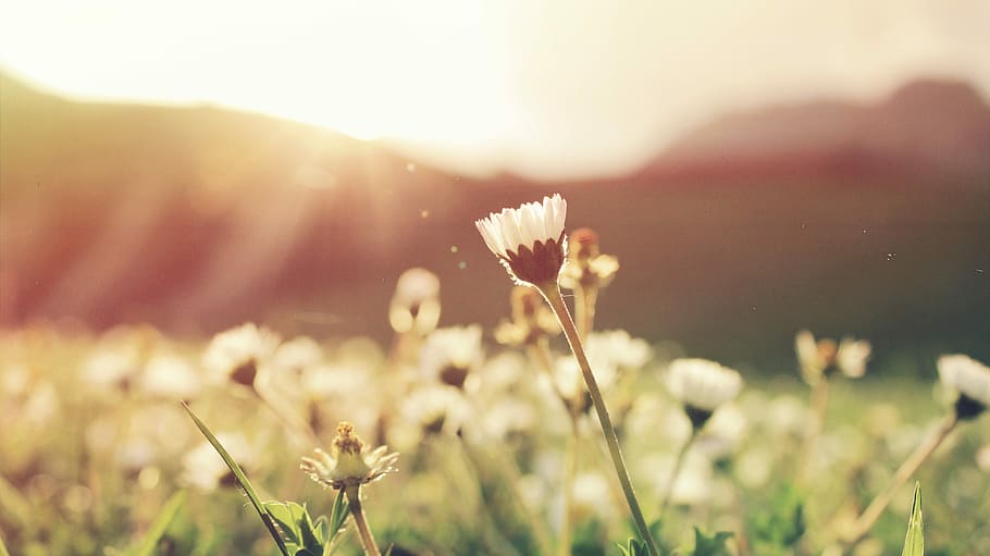 white petaled flowers, close up photography of white petaled flower field HD wallpaper