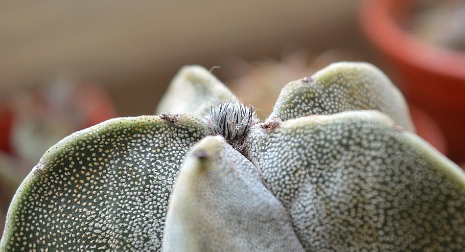 Astrophytum, Cactus, Succulent, indoor plant, astrophytum tysâčekrapinkovyj
