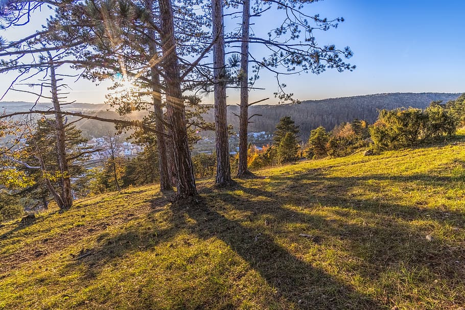 high-angle photography of brown and green trees at daytime HD wallpaper