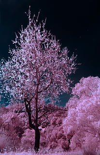 pink and brown cherry blossom tree during nighttime, cherry blossom tree HD wallpaper