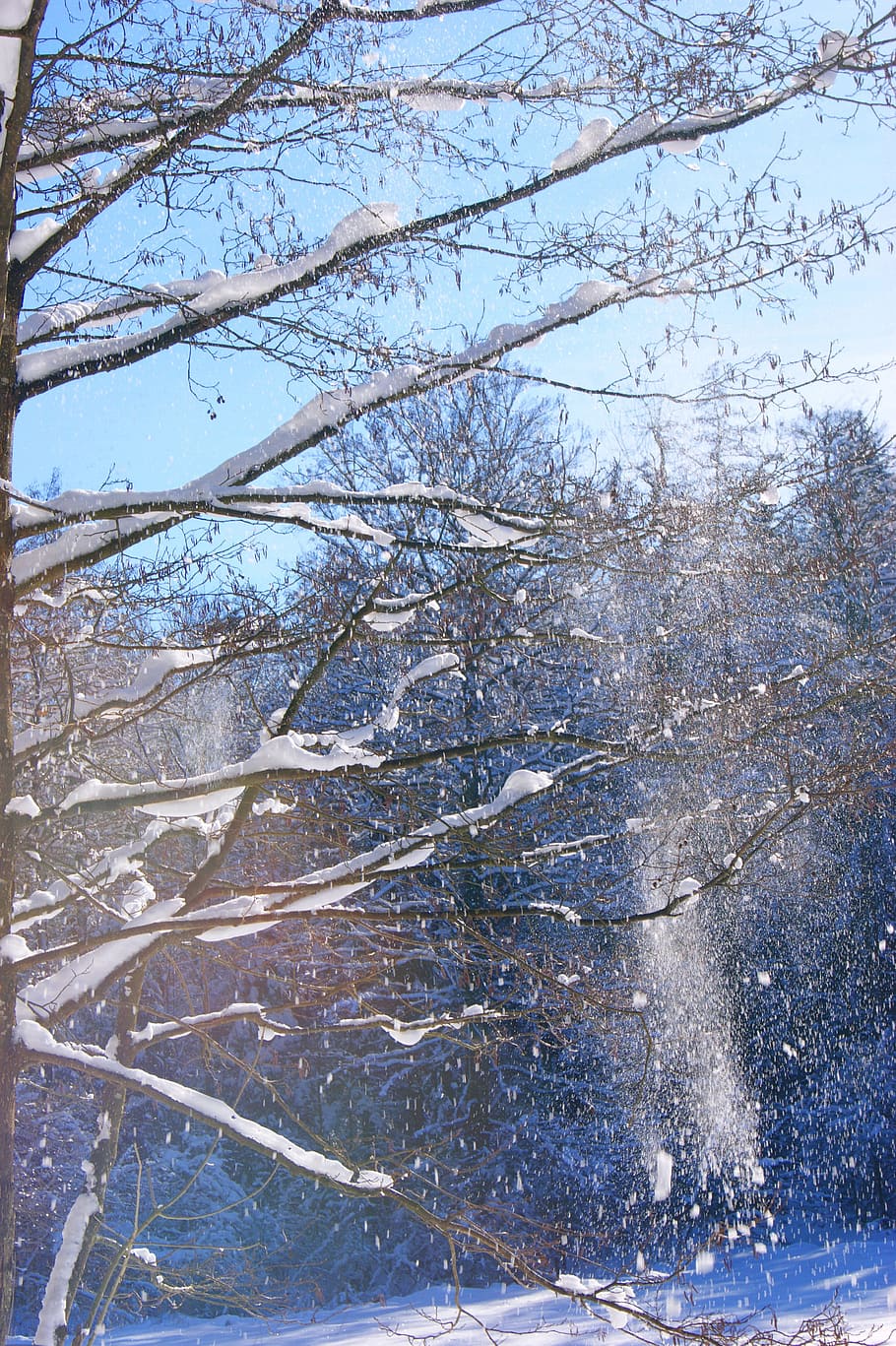 Winter, Tree, Snow, Sky, Blue, trees, nature, cold - Temperature HD wallpaper