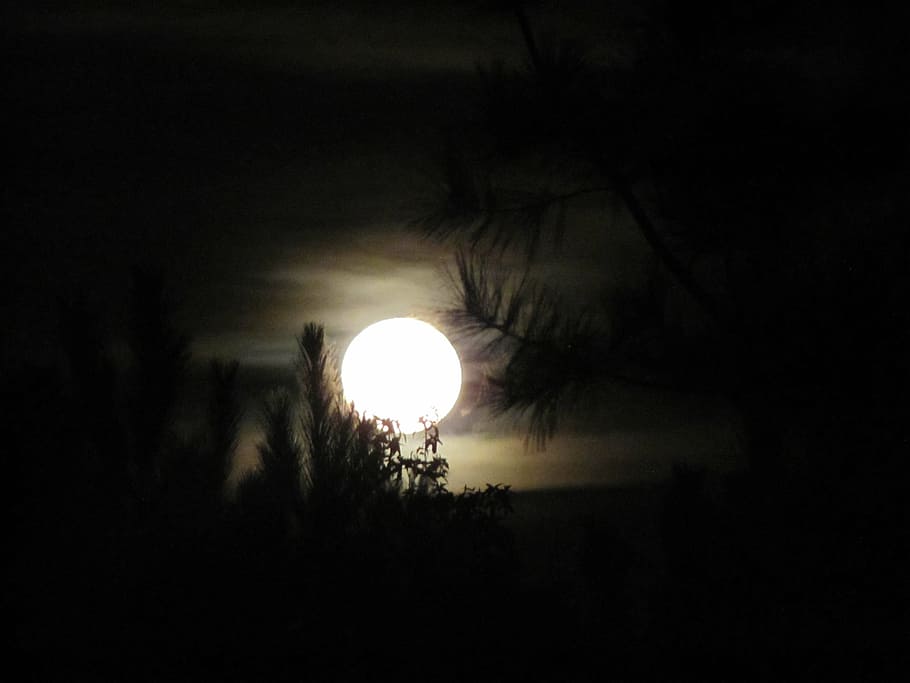 silhouette of tree at night, full, moon, trees, moonlight, sky HD wallpaper