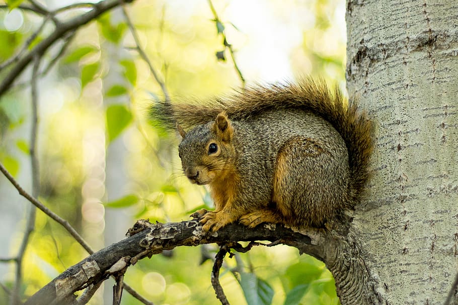 brown squirrel on tree during daytime, squirrel on tree branch HD wallpaper