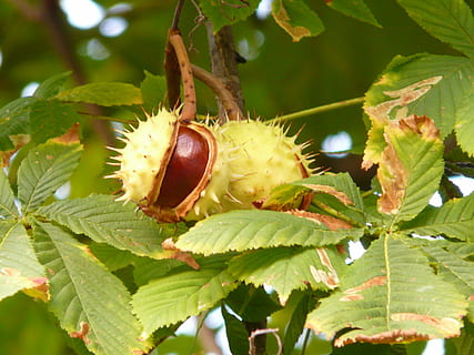 Chestnut Tree, Tree, Branch, leaves, chestnut leaves, prickly HD wallpaper