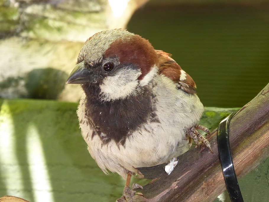 sparrow, looking, for, crumbs, bird, vertebrate, animal themes HD wallpaper