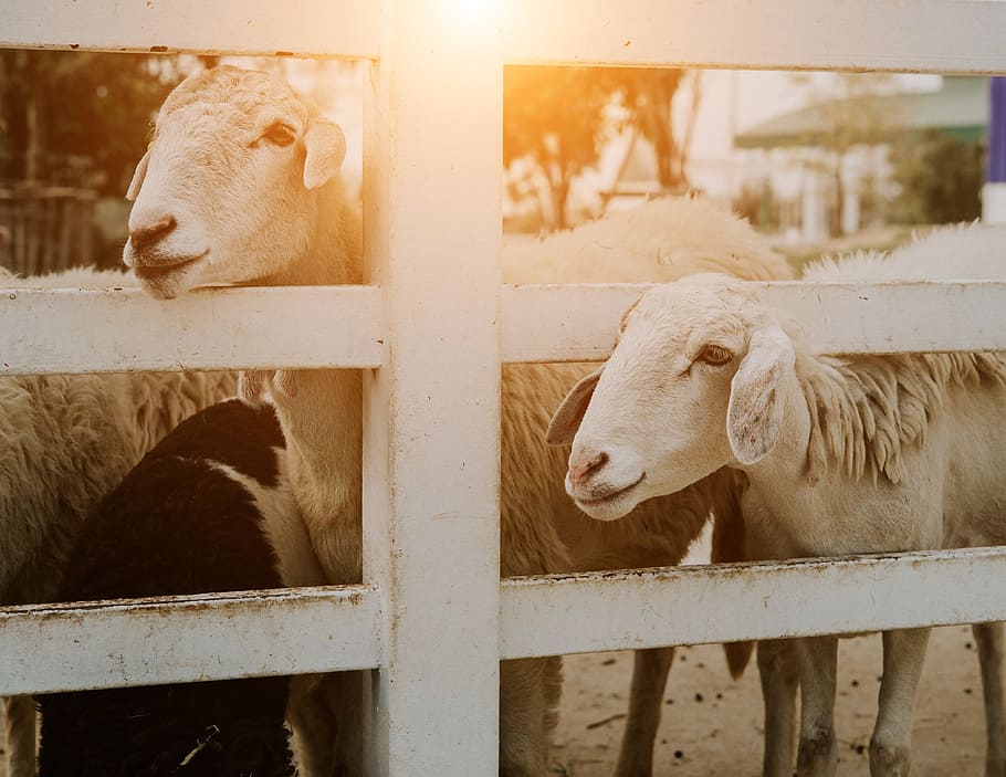 sheep, farm, group, flock, animal, lamb, agriculture, livestock HD wallpaper