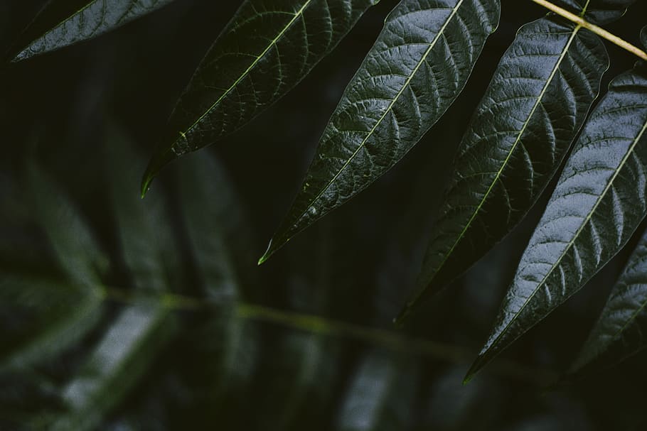 tilt shift photography of green leaf trees, photo of green tree leaves HD wallpaper