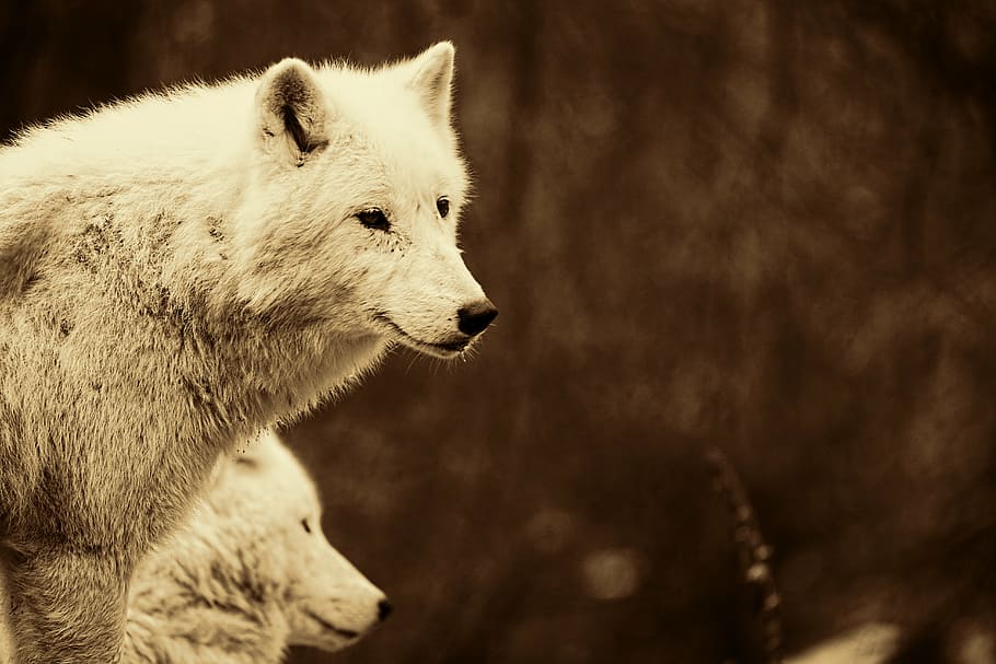 tilt shift lens photography of white wolf, wolves, predators HD wallpaper
