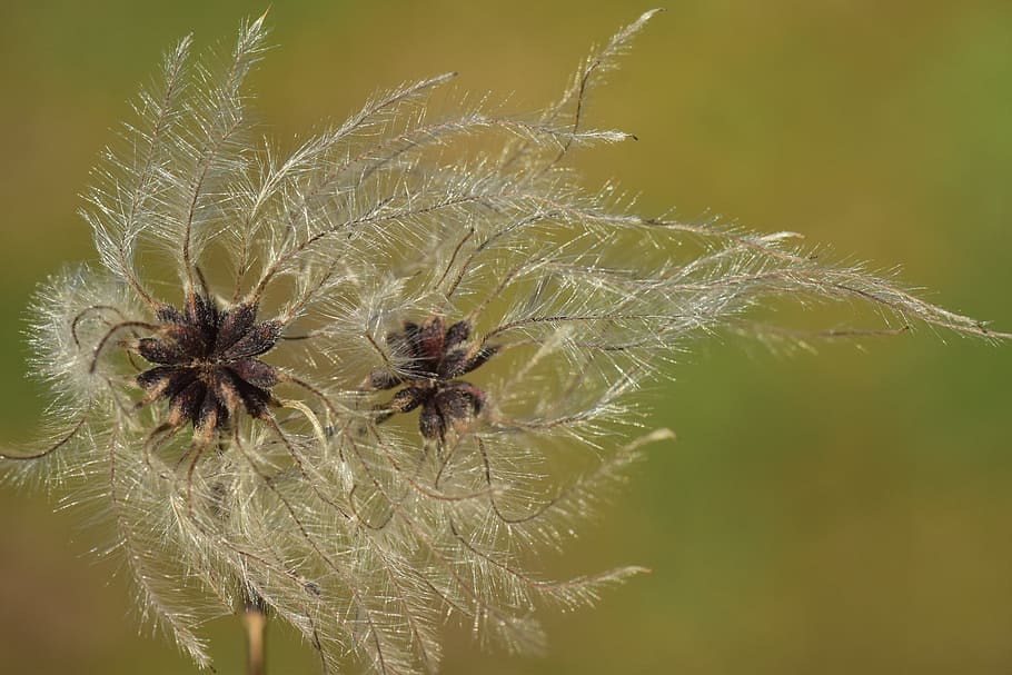 nature, same, close, macro, filigree, flying seeds, multiplication HD wallpaper