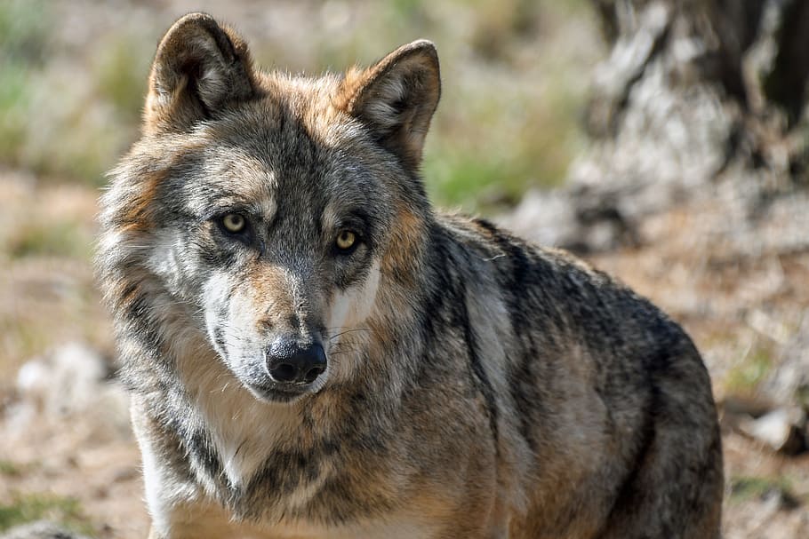 black and brown wolf, grey, predator, wild animal, one animal HD wallpaper