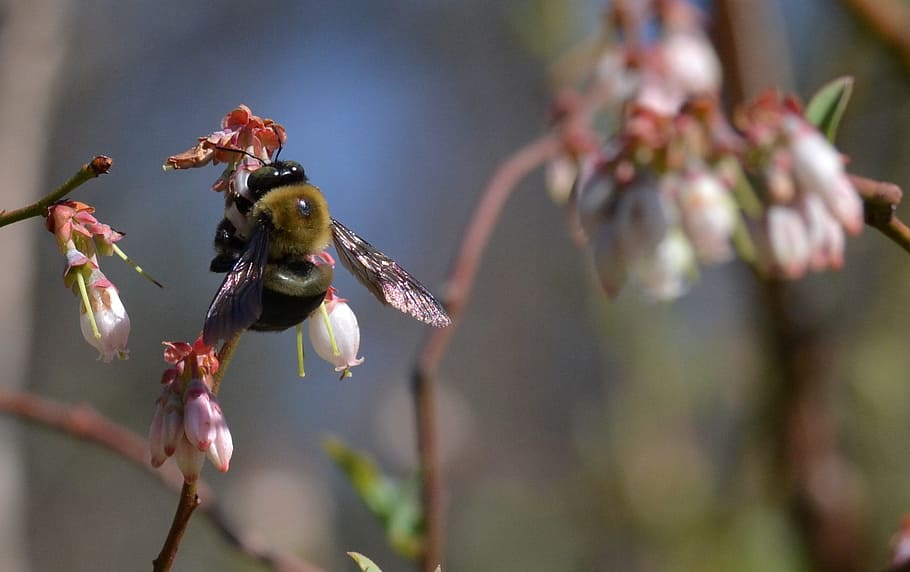 bee, blueberry, pollinator, spring, fruit, bumble bee, insect HD wallpaper