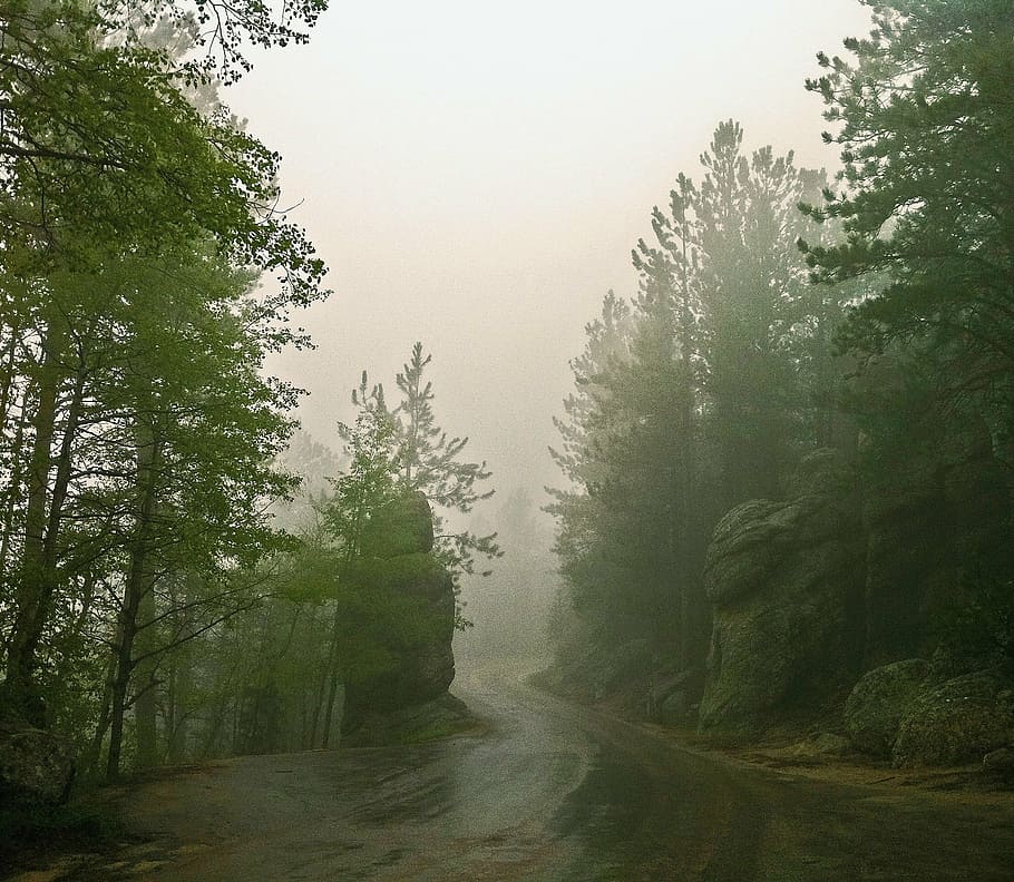 fog, trees, mist, misty, mysterious, foggy, plant, beauty in nature HD wallpaper