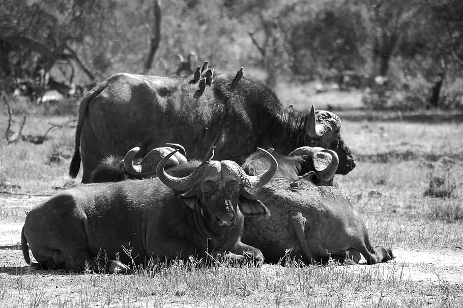 buffalo, africa, big five, animal, wildlife, zoology, mammal, HD wallpaper