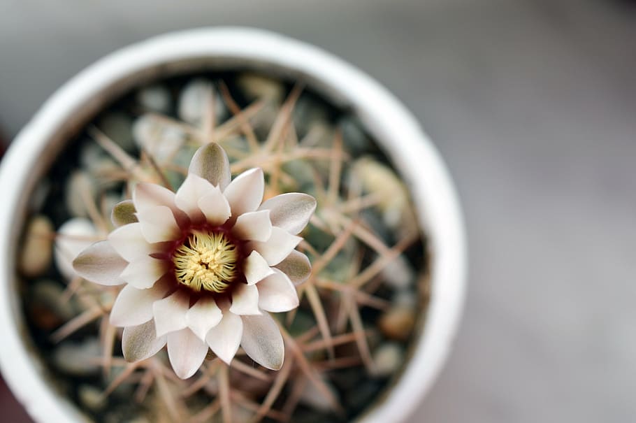 gymnocalycium, cactus flower, flowering cactus, plant, in a pot, HD wallpaper