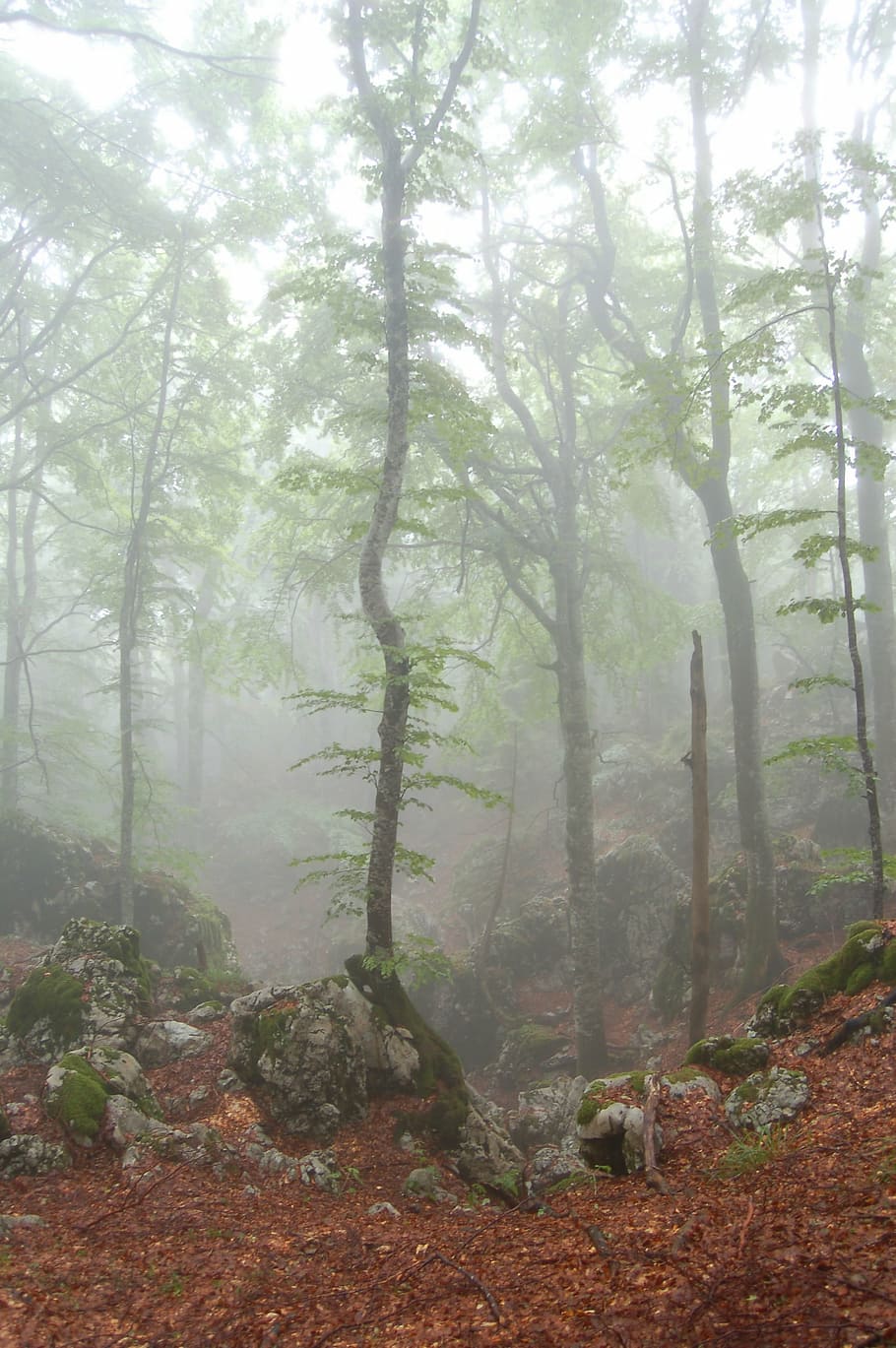 forest covered with fog nature photography, trees, landscape HD wallpaper