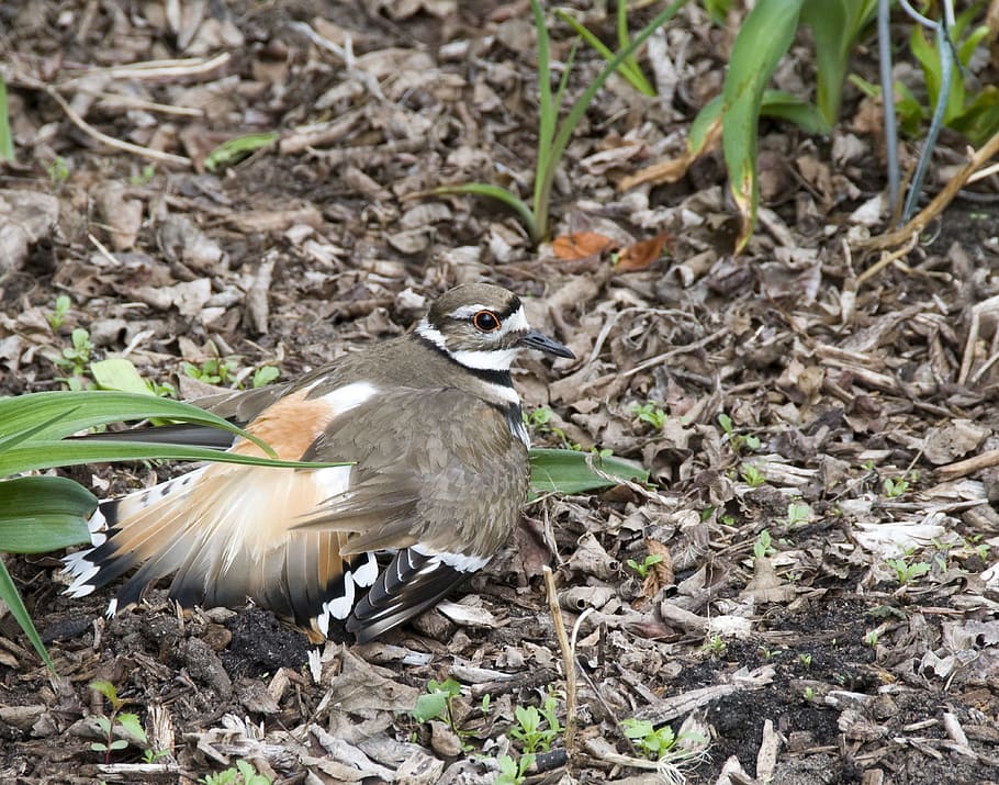Killdeer, Bird, Fly, Wings, Feather, wildlife, beak, dom, outdoor HD wallpaper