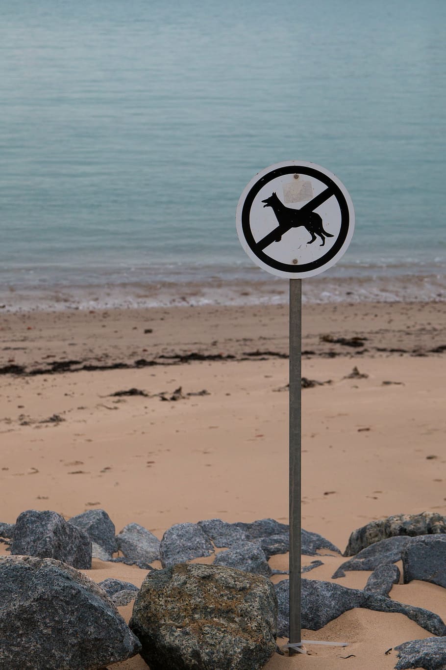 dogs prohibited, beach, shield, prohibitory, warning, note HD wallpaper