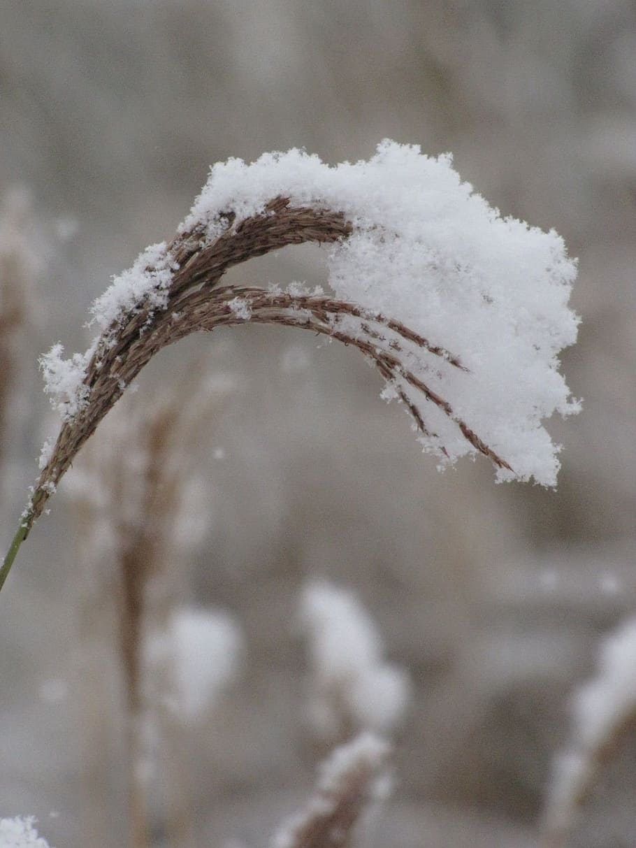 Miscanthus, Snow, flowering, under snow, winter, cold temperature HD wallpaper