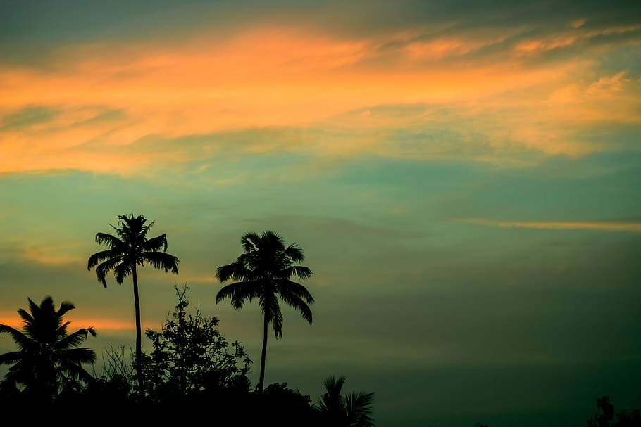 silhouette of trees, sunset, palm trees, coconuts, skies, blue HD wallpaper