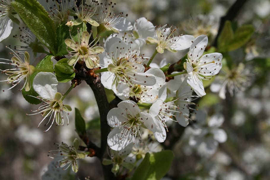 Spring, Flower, Nature, Green, spring flowers, white, plant HD wallpaper