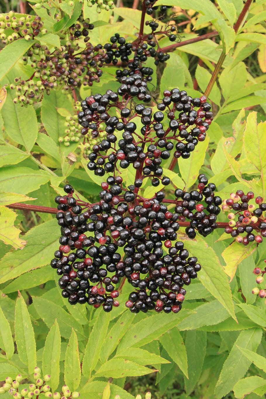 berries, black, danewort, ebulus, elder, sambucus, fruit, plants HD wallpaper