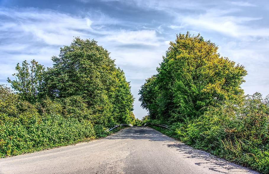 HD wallpaper: trees, road, away, dirt track, tar, green, sky, blue