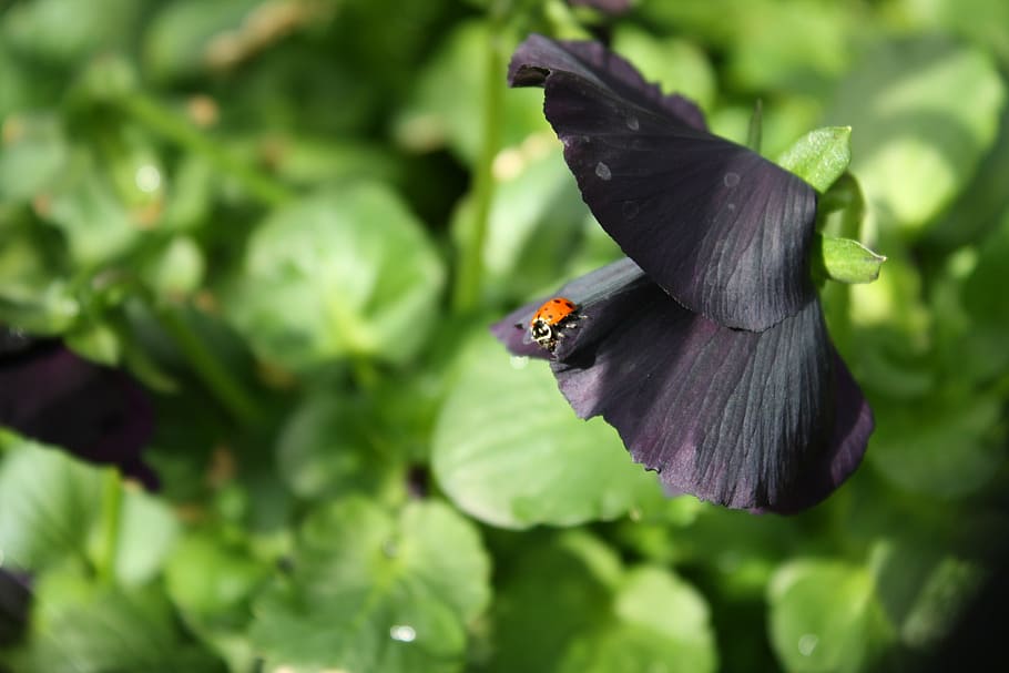 ladybug, purple, flower, animals in the wild, animal themes HD wallpaper