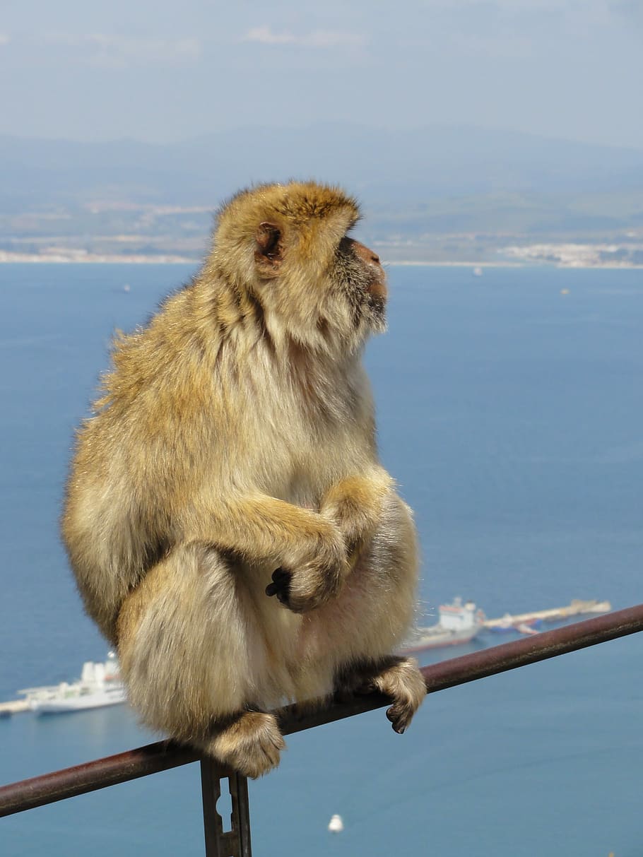 Gibraltar, Monkey, View, Wild Life, expensive, animals in the wild HD wallpaper