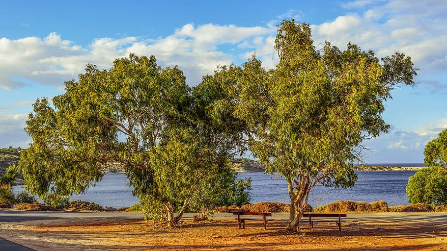 trees, benches, landscape, scenery, eucalyptus, cavo greko HD wallpaper
