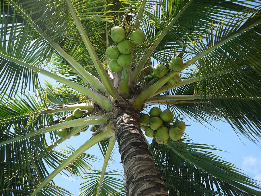 low-angle photography of coconut during daytime, Cocos Nucifera HD wallpaper