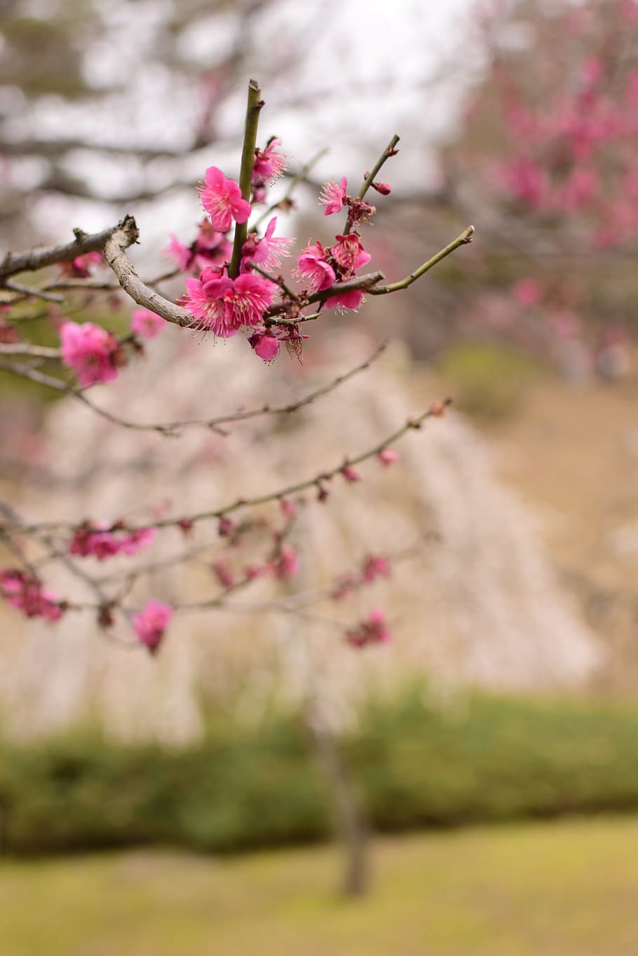 plum, flowers, extension tubes, plant, flowering plant, pink color HD wallpaper