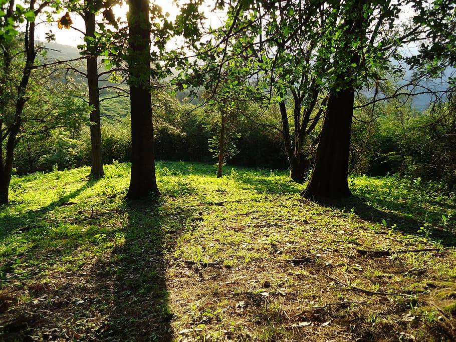 sunset, forest, nature, trees, backlight, green, peace, plant HD wallpaper