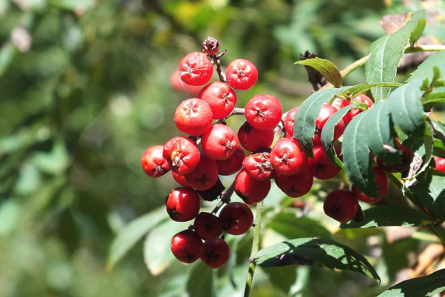 berries, rowan, leaf, juicy, food, ripe, healthy, fresh, diet HD wallpaper