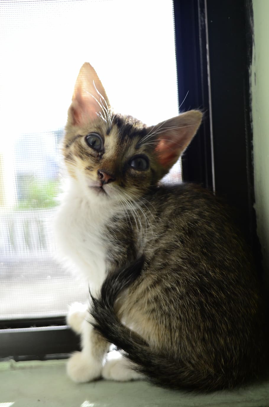 cat, pet, window, look, animals, gata, friend, kitten, feline HD wallpaper