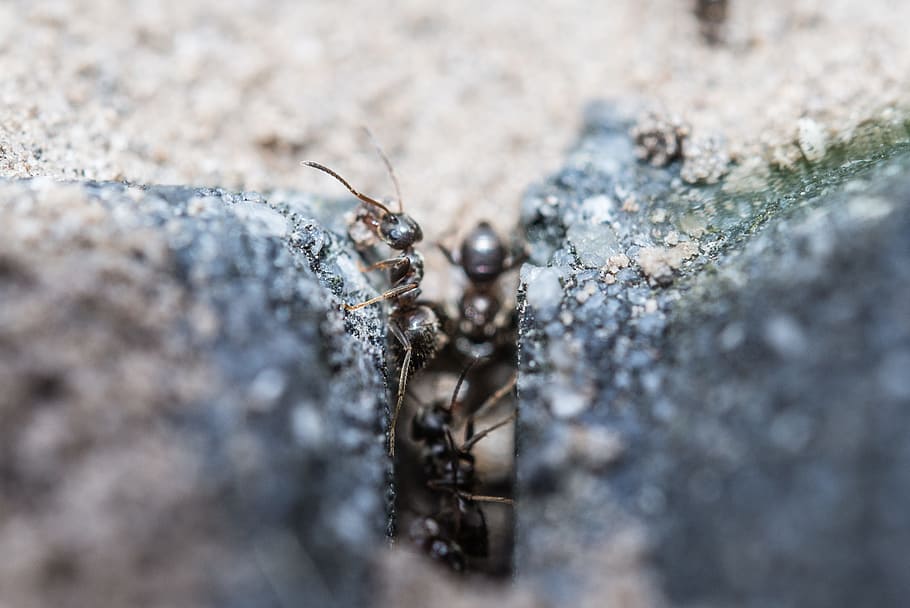 Ants, Macro, Insect, Wildlife, working, worker, small, group HD wallpaper