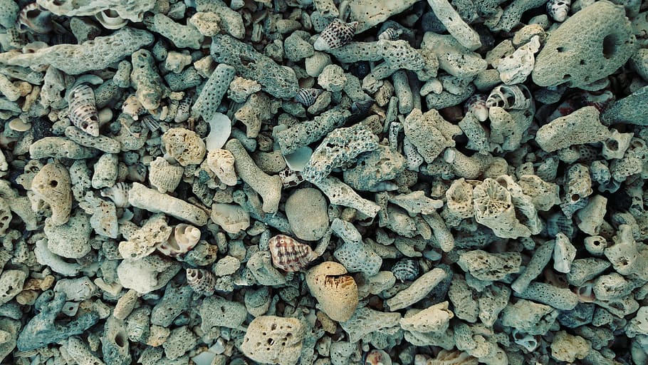 corral, beach sand, shell, shore, calcium, stone, texture, desktop HD wallpaper